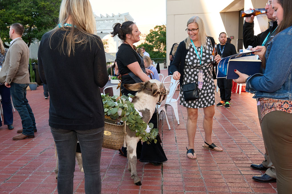 Guests at Trintech Connect enjoyed a welcome reception on a terrace patio, complete with miniature donkeys serving drinks.